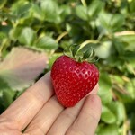 姫路ハートフル観光農園 - 