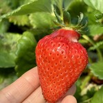 姫路ハートフル観光農園 - 