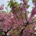 手打ちうどん 和 - 