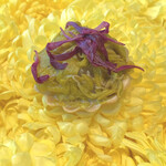 CYCLE by Mauro Colagreco - 