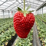 大輪 - 
