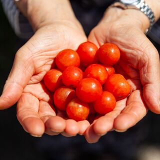 新潟の大地と海が育む、自然の恵みを余すことなく引き出す一皿