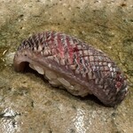 神田錦町 鮨たか晴 - 鰯