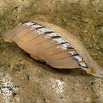 神田錦町 鮨たか晴 - 細魚（閂サイズ）