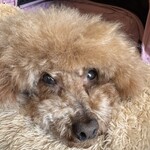 大衆食堂みゆき - ふわふわ