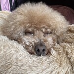 大衆食堂みゆき - また寝てるｗ