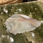 鮨桂太 - ホウボウ(　ﾟдﾟ)