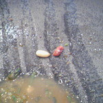 終わりころ発見した「具」