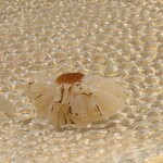 北新地 すし通 - 