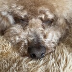 大衆食堂みゆき - 