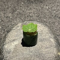 アニエルドール - 