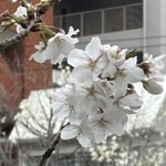 笠置そば - 近所の桜(5分咲き)
