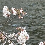 笠置そば - 水面の桜