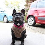 伊藤家のつぼ - 