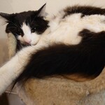 カフェ リベル - 