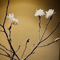 櫻木 - 