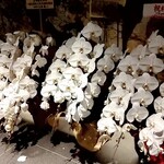 アマラントス - 