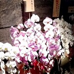 アマラントス - 