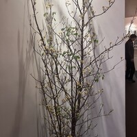 イル アオヤマ - 