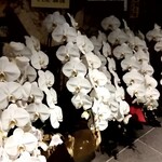 アマラントス - 