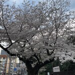 総本家更科堀井 - 満開の桜