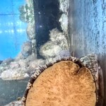 大衆割烹 大黒 - 