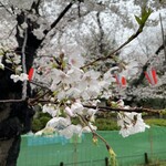 とんかつ山家 - 