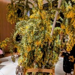 らぁ麺 かりよん(仮) - 