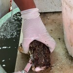 魚売場　森田水産 - 