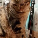 catteria cloud nine - 