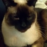 catteria cloud nine - 