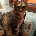 catteria cloud nine - 