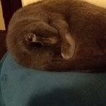 catteria cloud nine - 