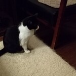 catteria cloud nine - 