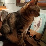 catteria cloud nine - 