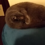 catteria cloud nine - 