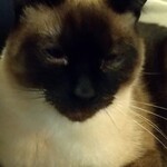 catteria cloud nine - 