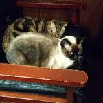 catteria cloud nine - 