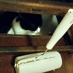 catteria cloud nine - 