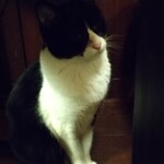 catteria cloud nine - 