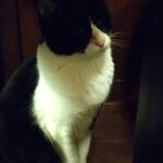 catteria cloud nine - 