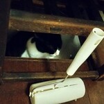 catteria cloud nine - 