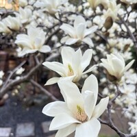 九つ井 本店 -  九つ井 本店 -