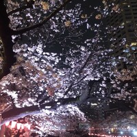 焼鶏あきら 中目黒本店 - ライトアップされた目黒川沿いの夜桜。ただしお店の席からは見えません。