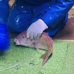 赤吉 - 【オマケ：〆の様子】
      B：タイ