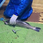 赤吉 - 【オマケ：〆の様子】
      C：スズキ