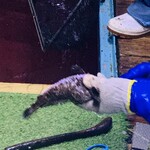 赤吉 - 【オマケ：〆の様子】
      F：オコゼ