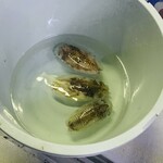 赤吉 - 【オマケ：〆の様子】
      G：コウイカ