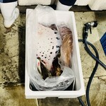 赤吉 - 【オマケ：〆の様子】
      H：当店へ卸された魚