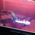 赤吉 - 【オマケ：〆の様子】
      A：船内の生簀で活け越しの様子